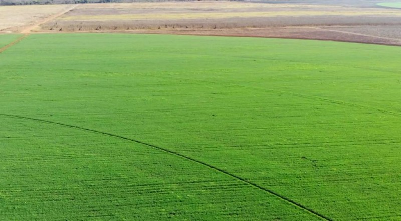 Winter Wheat